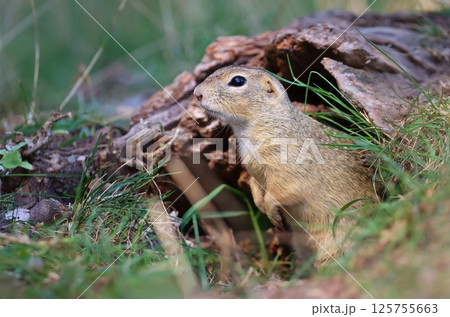 Adorable european ground squirrel in summer 125755663