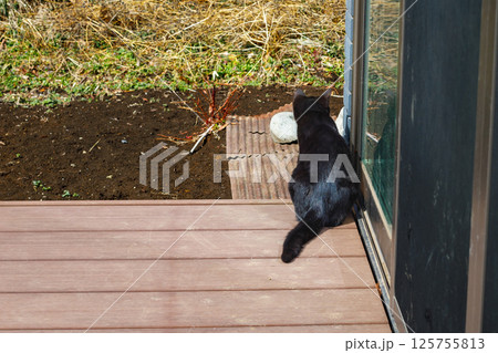 後ろ姿の猫 125755813