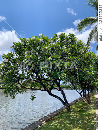 ハワイ ホノルル散歩道 ハワイ ホノルル散歩道 125755837