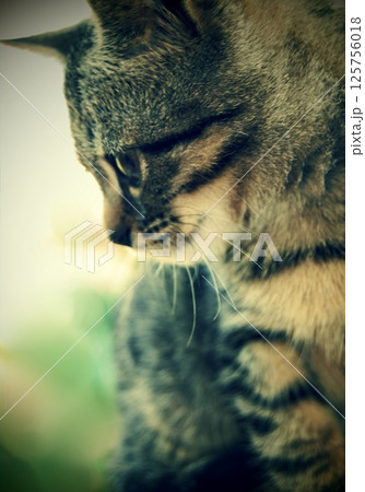 Cute Grey Kitten 125756018