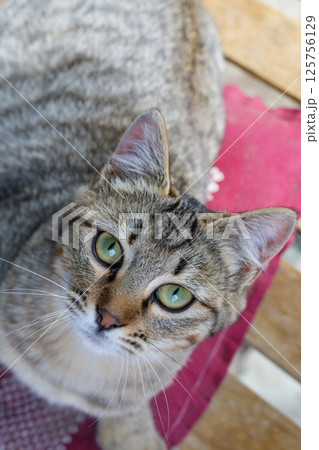 可愛い猫 125756129