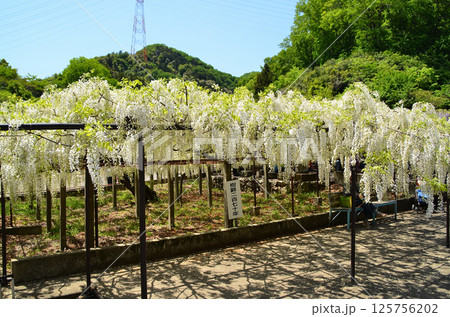 埼玉県本庄市児玉町高柳の長泉寺 藤の花 埼玉県本庄市児玉町高柳の長泉寺 藤の花 125756202