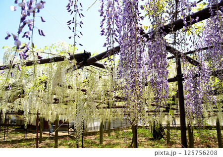埼玉県本庄市児玉町高柳の長泉寺 藤の花 埼玉県本庄市児玉町高柳の長泉寺 藤の花 125756208
