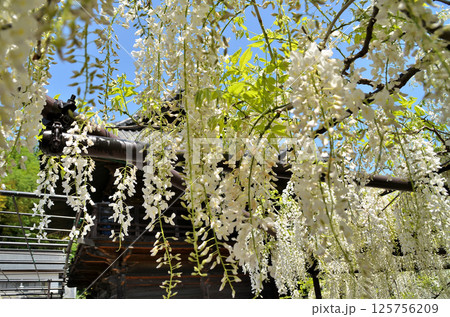 埼玉県本庄市児玉町高柳の長泉寺　藤の花　 125756209