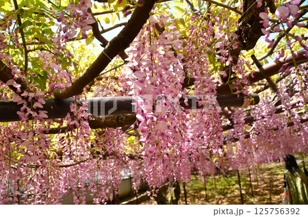 埼玉県本庄市児玉町高柳の長泉寺　藤の花　 125756392