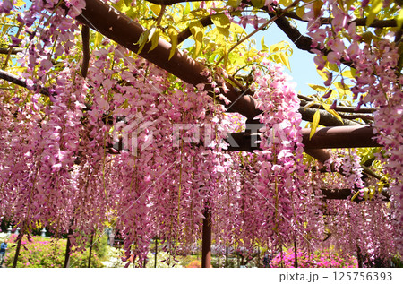 埼玉県本庄市児玉町高柳の長泉寺　藤の花　 125756393