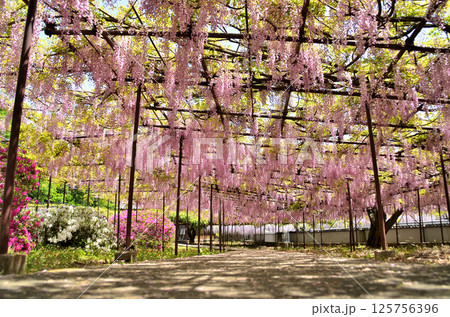 埼玉県本庄市児玉町高柳の長泉寺　藤の花　 125756396