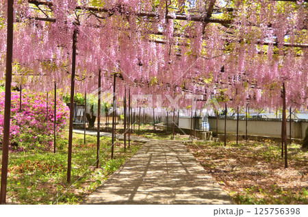 埼玉県本庄市児玉町高柳の長泉寺　藤の花　 125756398