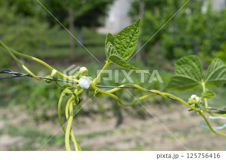 Young stalks of a string bean in blossom 125756416