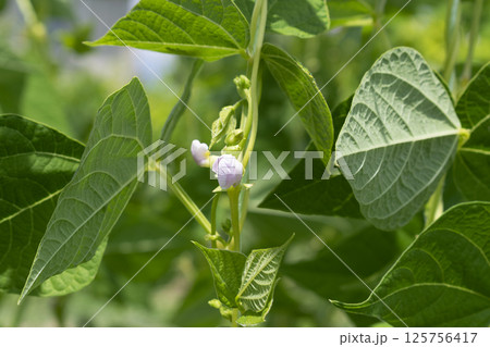 Young stalks of a string bean in blossom 125756417