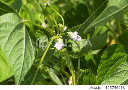Young stalks of a string bean in blossom 125756418