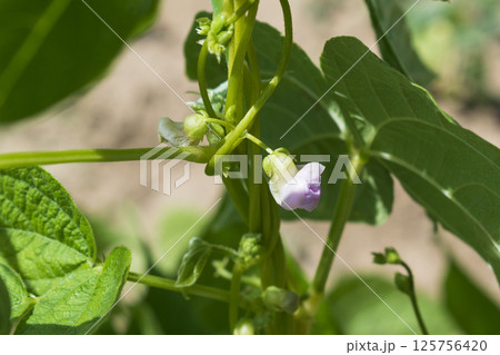 Young stalks of a string bean in blossom 125756420