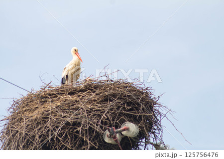 storks on a nest storks on a nest 125756476