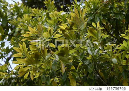 タブノキの新芽 125756706