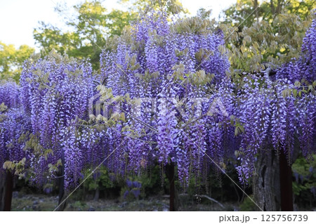 日本一　満開の藤の花 125756739