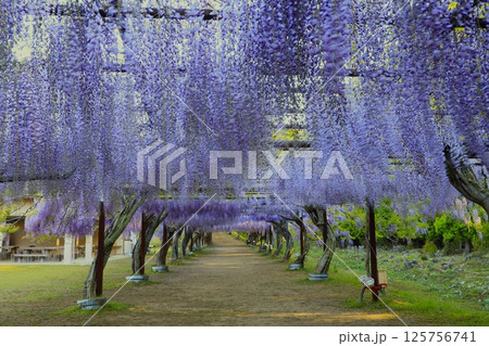 日本一　満開の藤の花 125756741