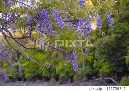 日本一 満開の藤の花 日本一 満開の藤の花 125756745