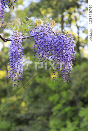日本一 満開の藤の花 日本一 満開の藤の花 125756746