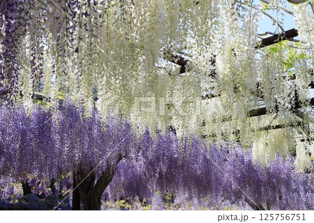 日本一 満開の藤の花 日本一 満開の藤の花 125756751