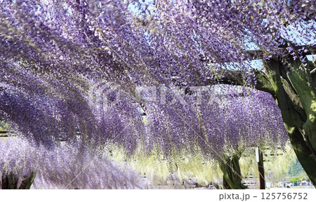 日本一 満開の藤の花 日本一 満開の藤の花 125756752