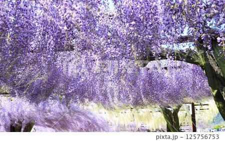日本一 満開の藤の花 日本一 満開の藤の花 125756753