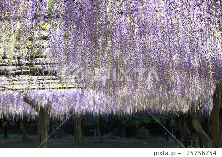 日本一 満開の藤の花 日本一 満開の藤の花 125756754
