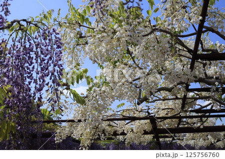 日本一 満開の藤の花 日本一 満開の藤の花 125756760