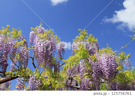 日本一 満開の藤の花 日本一 満開の藤の花 125756761