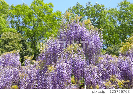 日本一 満開の藤の花 日本一 満開の藤の花 125756768