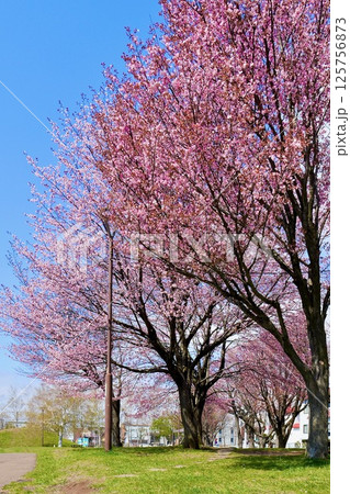 春の日差し「桜の木と青空」馬場公園にて 125756873