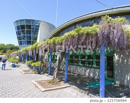 藤岡ふじ 125756994