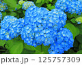 多数の青いアジサイ 125757309