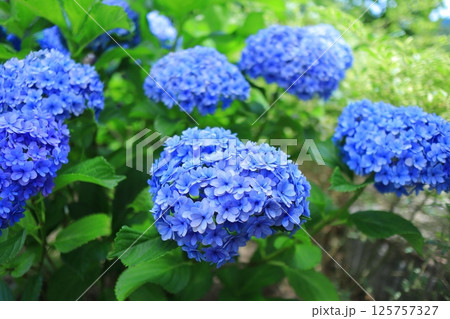 多数の青いアジサイ 125757327
