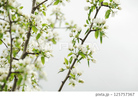 White Flower Blossom on Tree Branches Against Bright Background. Spring Nature and Garden Concept. White Flower Blossom on Tree Branches Against Bright Background. Spring Nature and Garden Concept. 125757367