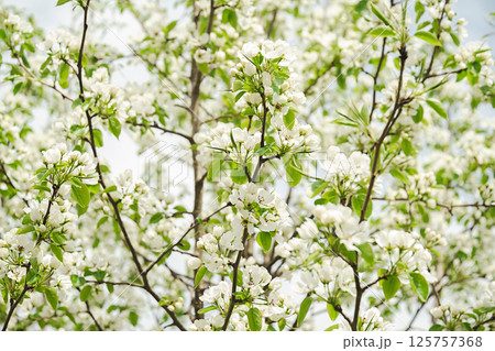 Lush Branches of Blooming Fruit Tree Covered of Small White Flower Blossoms. Renewal and Natural Beauty During the Springtime Season. 125757368