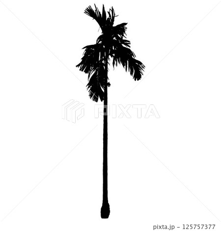 black silhouette Areca catechu (betelnut palm) black silhouette Areca catechu (betelnut palm) 125757377