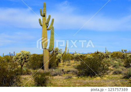 Landscape Sonora Desert Arizona 125757389