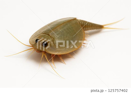 カブトエビ 125757402