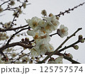 ウメ 125757574