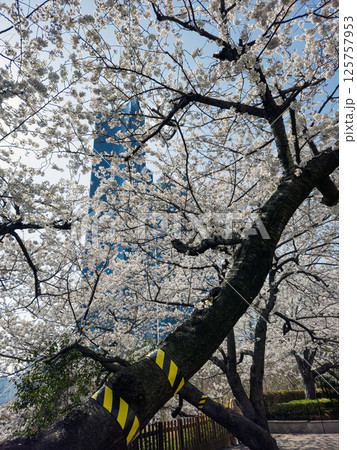 Cherry blossoms 125757953