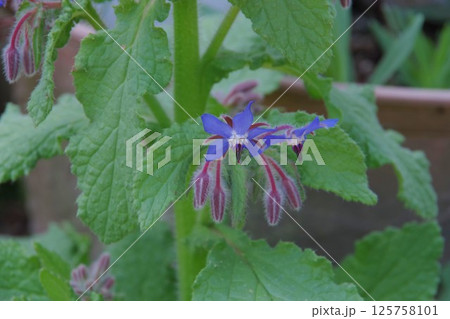 ボリジの花 ボリジの花 125758101
