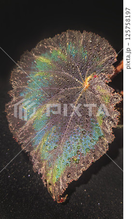 Decorative indoor plants begonias. Interior decoration of the room. Decorative indoor plants begonias. Interior decoration of the room. 125758197