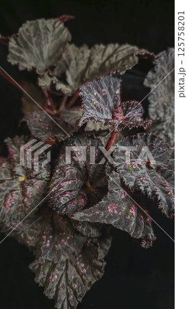 Decorative indoor plants begonias. Interior decoration of the room. Decorative indoor plants begonias. Interior decoration of the room. 125758201