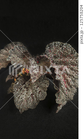 Decorative indoor plants begonias. Interior decoration of the room. 125758204