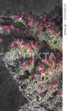 Decorative indoor plants begonias. Interior decoration of the room. Decorative indoor plants begonias. Interior decoration of the room. 125758213