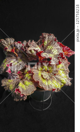Decorative indoor plants begonias. Interior decoration of the room. 125758218