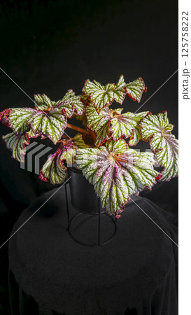 Decorative indoor plants begonias. Interior decoration of the room. Decorative indoor plants begonias. Interior decoration of the room. 125758222