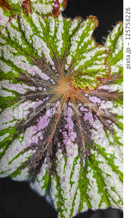 Decorative indoor plants begonias. Interior decoration of the room. Decorative indoor plants begonias. Interior decoration of the room. 125758226