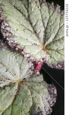 Decorative indoor plants begonias. Interior decoration of the room. Decorative indoor plants begonias. Interior decoration of the room. 125758228