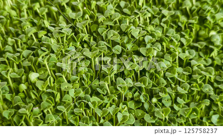 Microgreens. Growing chia at home. Step-by-step instructions. 125758237